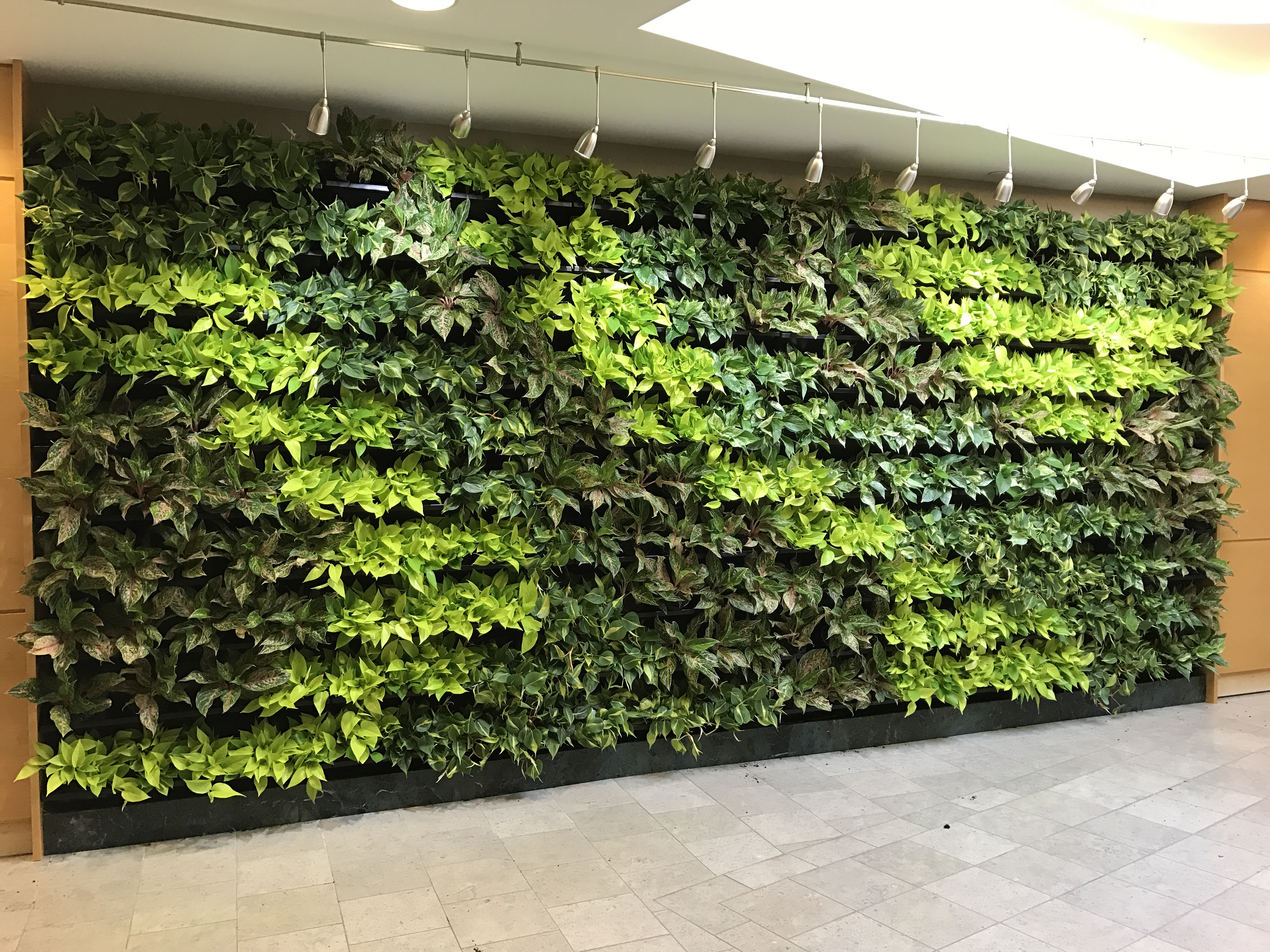 S & H Interiorscapes Living Wall